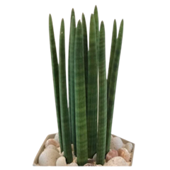 Sansevieria stuckyi