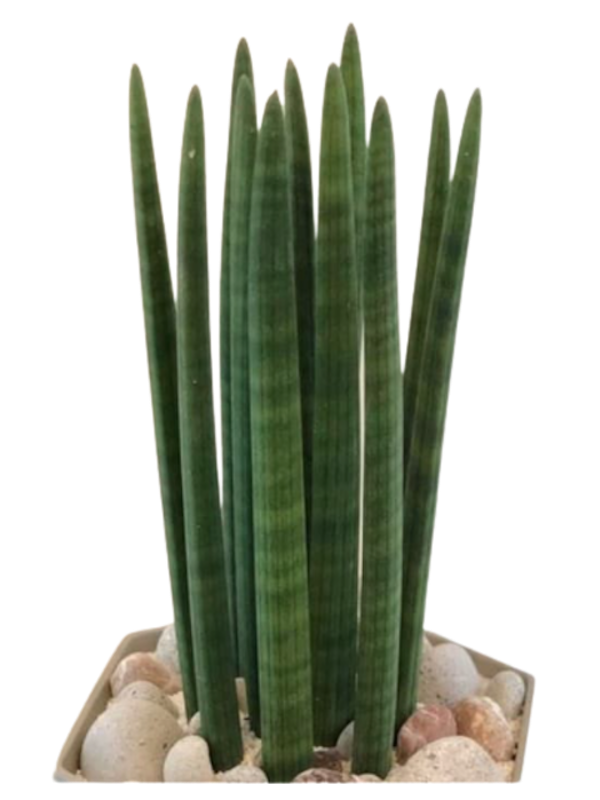 Sansevieria stuckyi 1
