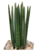 Sansevieria stuckyi 1