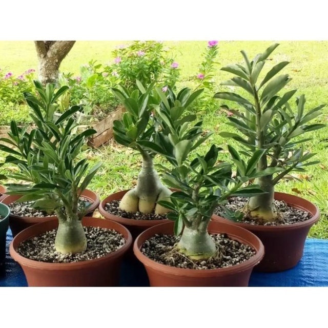  Bibit Bunga Adenium (kamboja Jepang)