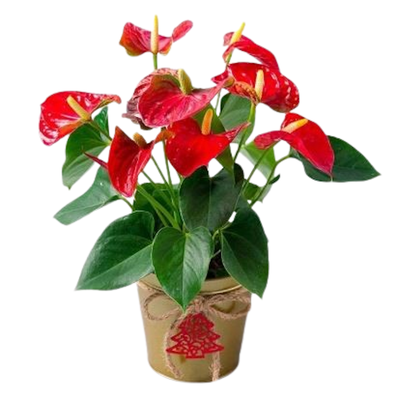 Anthurium Andraeanum 1