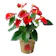 null Anthurium Andraeanum 1