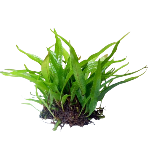 Kadaka Mini