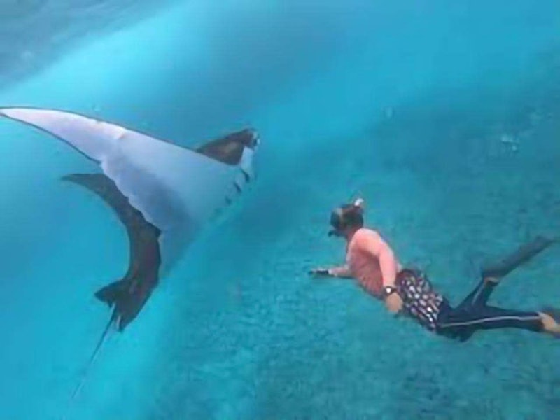 Open Trip Snorkeling Manta Bay Nusa Penida 5