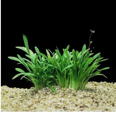 Sagittaria Subulata Dwarf