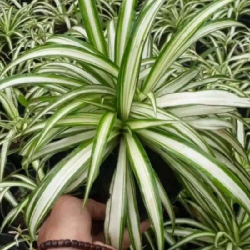 Lili Paris / Spider Plant (Chlorophytum comosum) 4