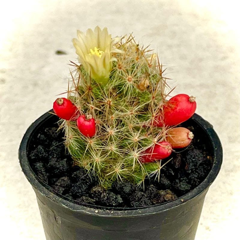 Baby Kaktus Ownroot Berakar 5