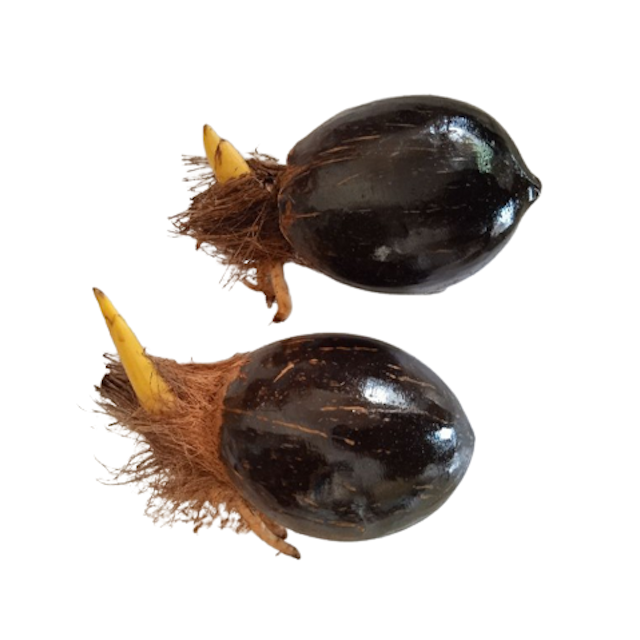 Bonsai Kelapa Gading Kuning