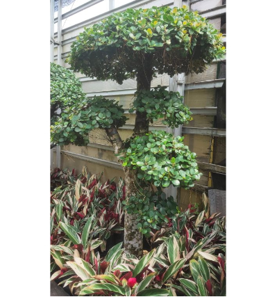  Bonsai Beringin Korea