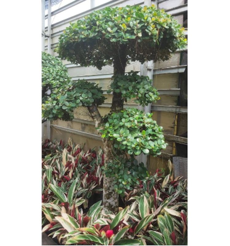 Bonsai Beringin Korea 4
