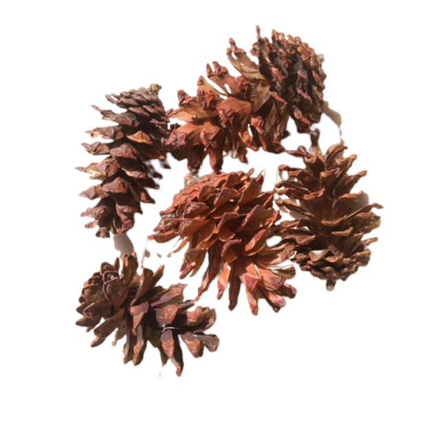 Mainan Kelinci Pine Cone