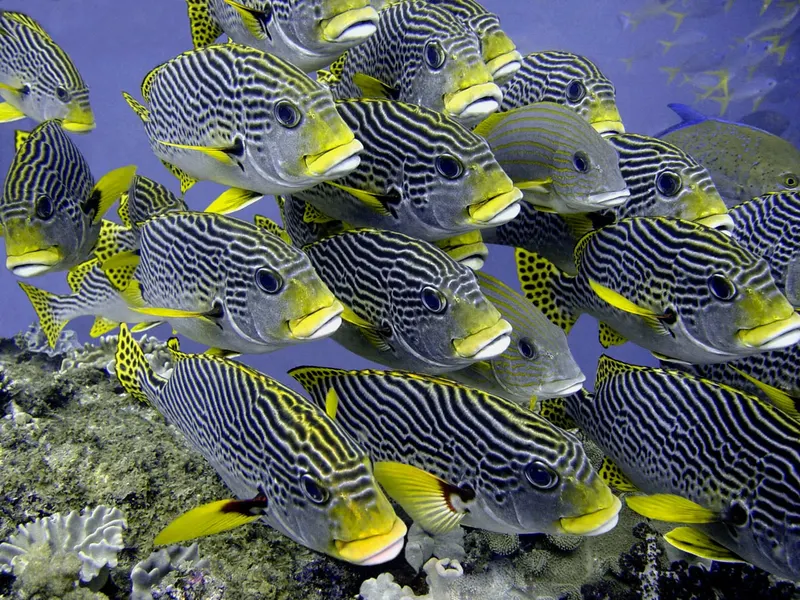 Snorkeling 1 Hari di Taman Nasional Komodo 3