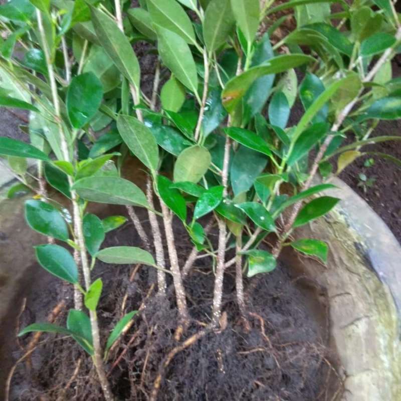  Bonsai Beringin Kimeng