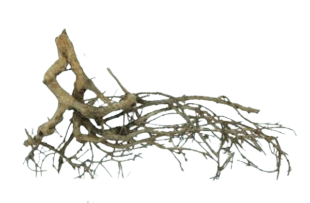 Akar Kayu Santigi Pasir