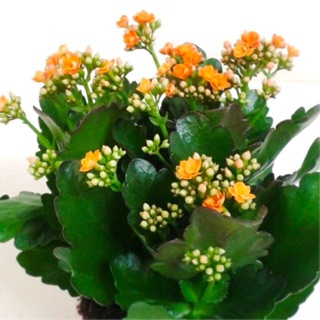 Cocor Bebek / Kalanchoe calandiva 2