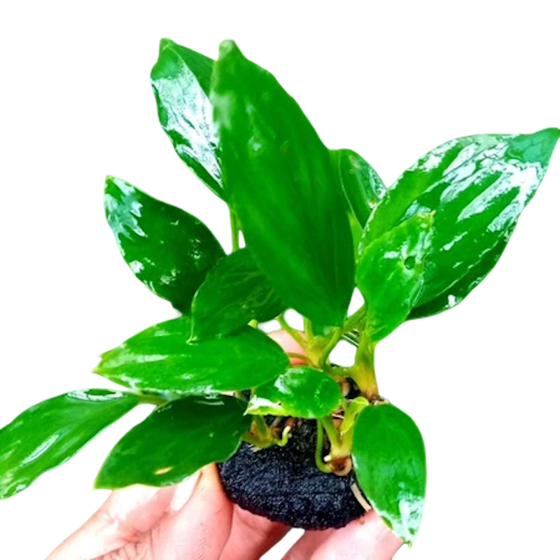 Anubias 1