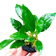 null Anubias 1