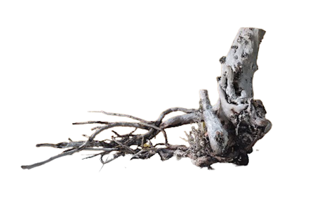 Kayu Santigi Laut Bonggol