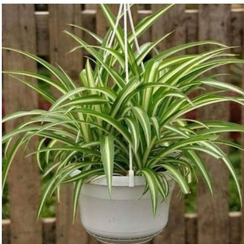 Lily Paris (Chlorophytum comosum) 4