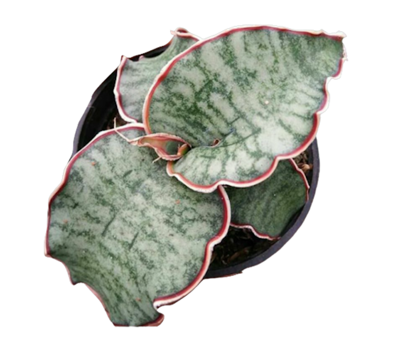 Sansevieria 'Silver Blue' 1
