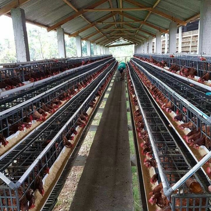 Alfaplast Kandang Plastik Ayam Petelur 6 Pintu