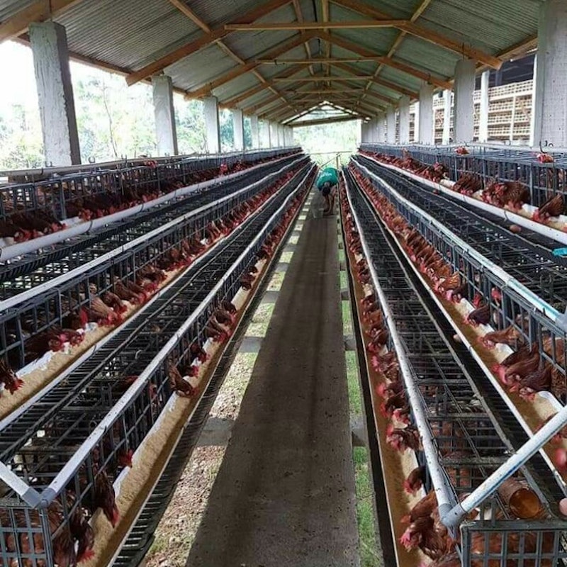 Kandang Plastik Ayam Petelur 6 Pintu 3