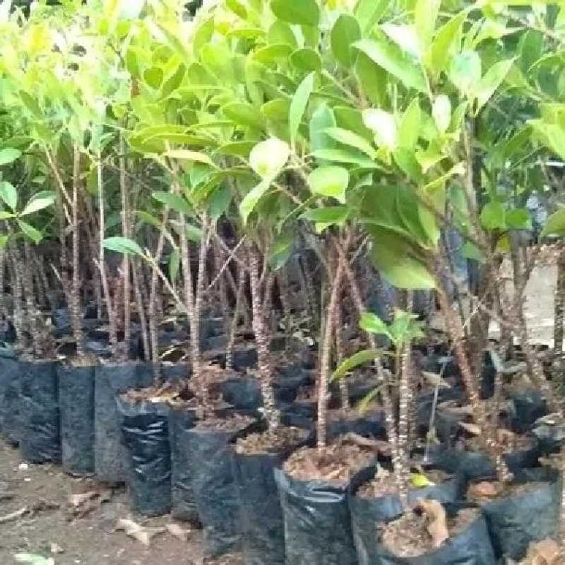 Bonsai Beringin Kimeng 2