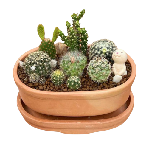 Baby Kaktus Ownroot Berakar