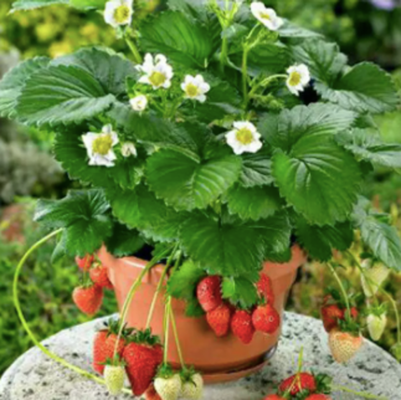Bibit Strawberry Sweet Charlie 1