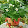 Bibit Strawberry Sweet Charlie 1
