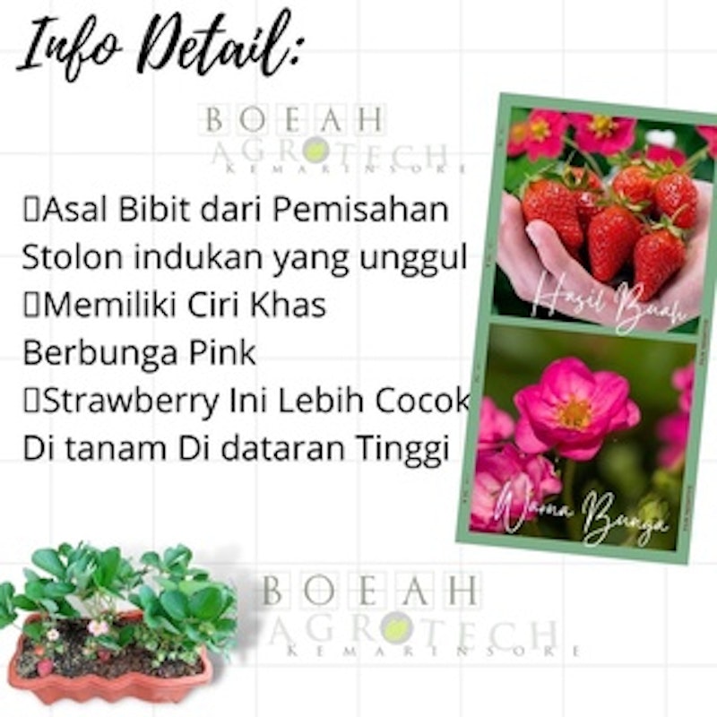 Bibit Strawberry Merlan 5