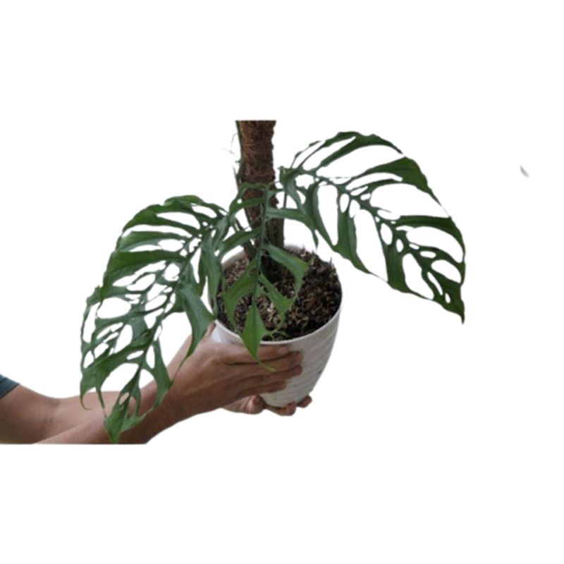 Monstera obliqua 1
