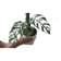 Monstera obliqua 1