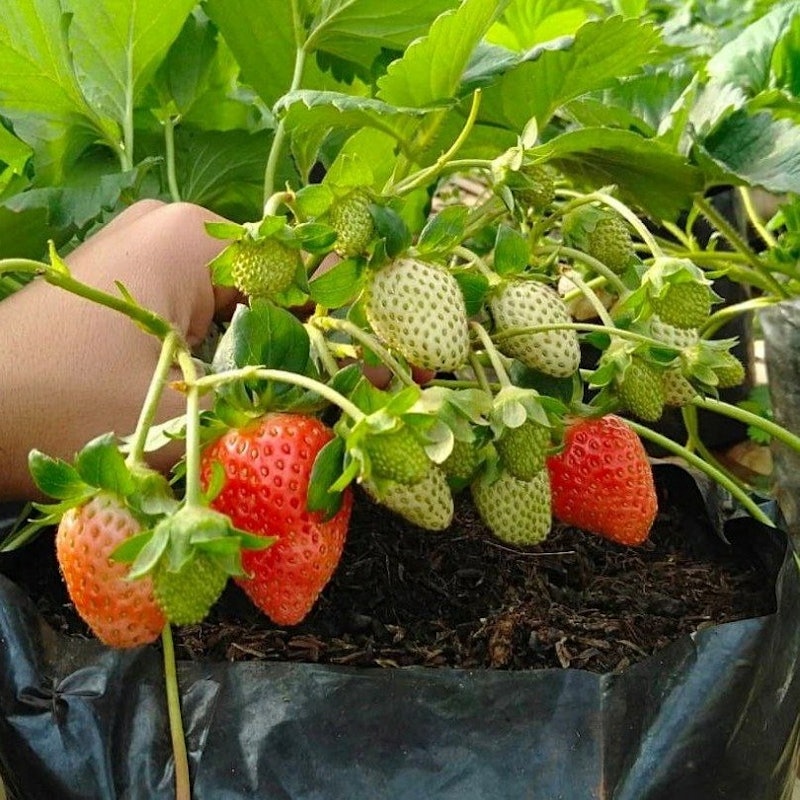 Bibit Strawberry Rosa Linda 4