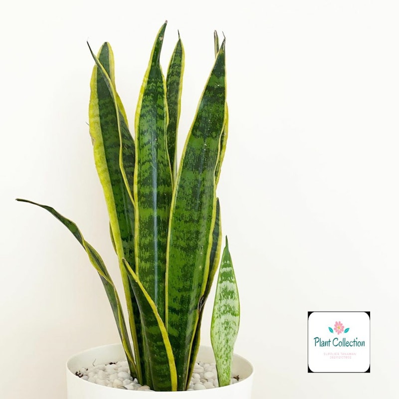 Lidah Mertua (Sansevieria) 2