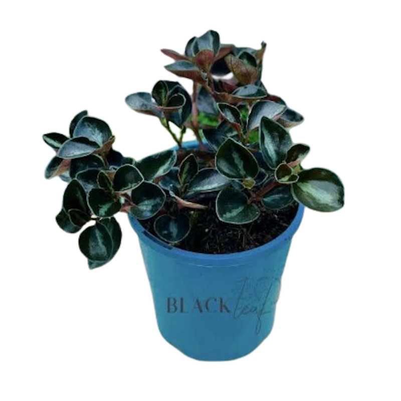 Tanaman Gantung Peperomia Black Metalic 2