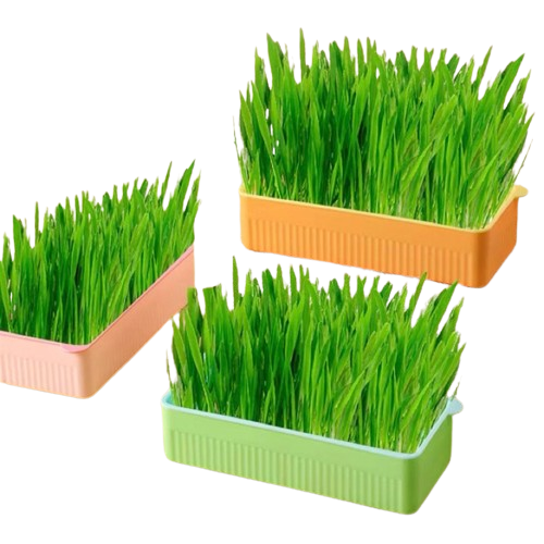 10 Rekomendasi Rumput Kucing Terbaik  [Ditinjau oleh Veterinarian] 2