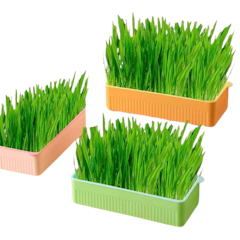Rumput Kucing Siap Panen
