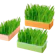 null Rumput Kucing Siap Panen 1