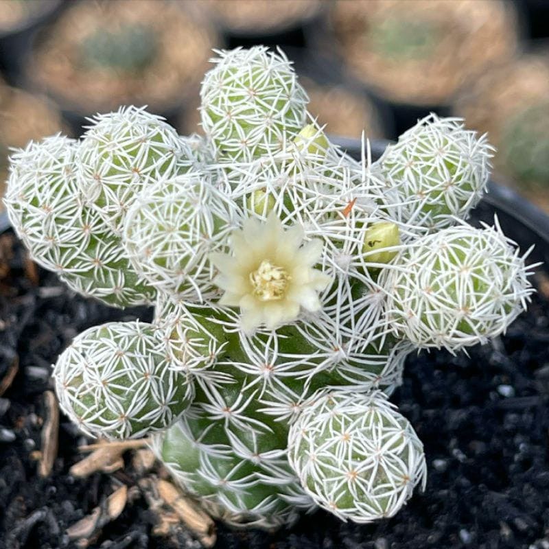 Kaktus Mammillaria Gracilis 1