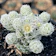 null Kaktus Mammillaria Gracilis 1