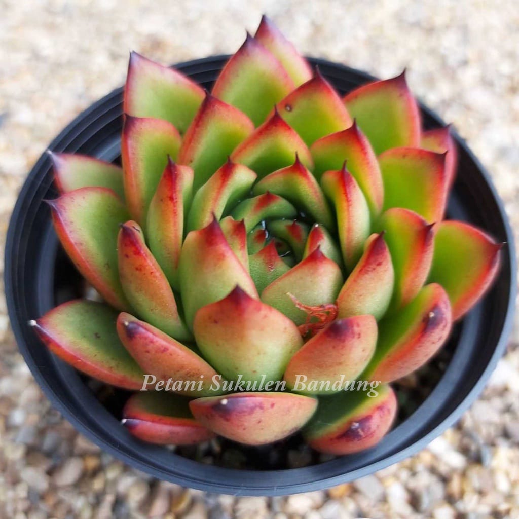 Petani Sukulen Bandung Kaktus Premium Import