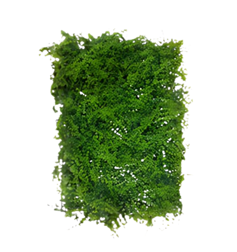 Santosa Florist Rumput Pakis