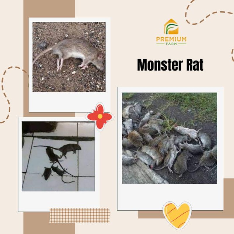 LMR Premium Farm Monster Rat 5