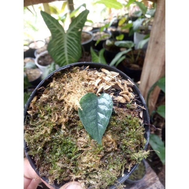  Monstera siltepecana