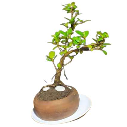  Bonsai Beringin Dolar Mikro