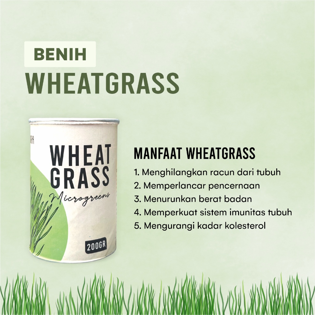 TANDURIA - Benih Wheatgrass 200gr 4