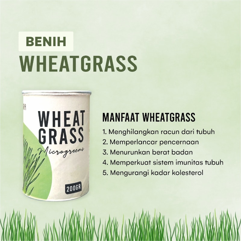 TANDURIA - Benih Wheatgrass 200gr 4