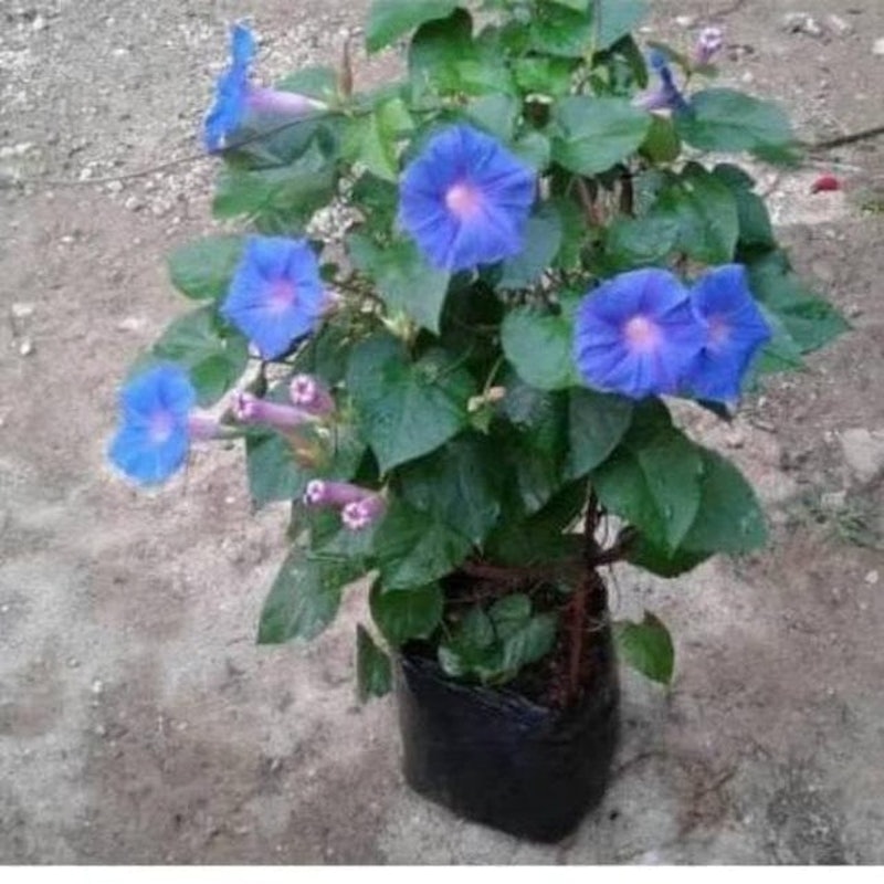 Morning Glory 3