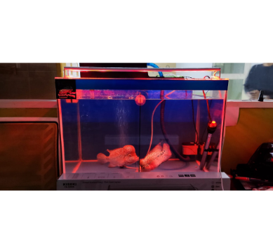 Kiseki Direct Current (DC) Fish Tank Lamp CK-SZ